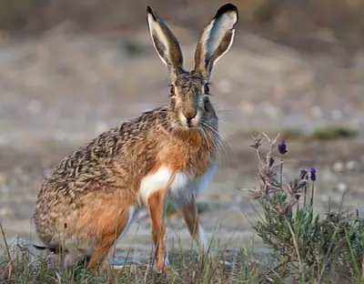 A brown hare sitting upright among low scrub, ears raised, looking straight at the camera
