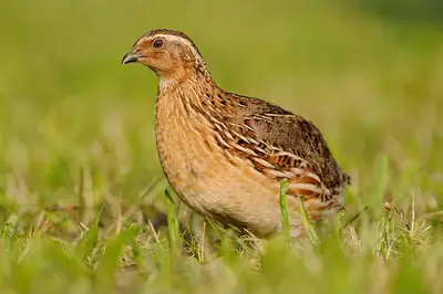 A common quail standing in short green grass, its streaked brown plumage catching the light