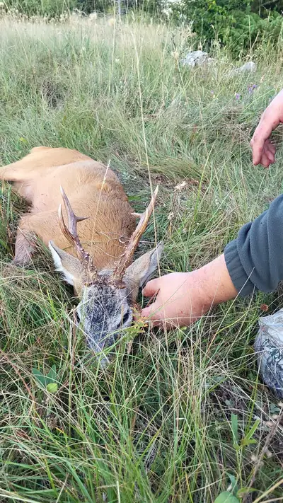 A roe buck lying in tall summer grass, with a hunter's hands resting on its head