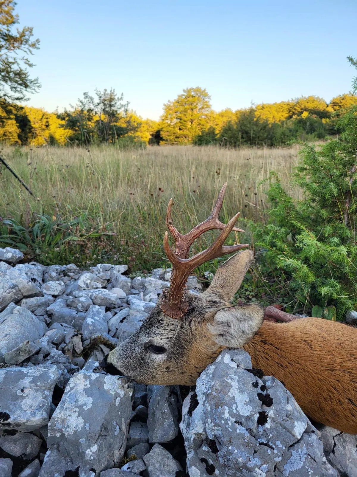 Roe deer