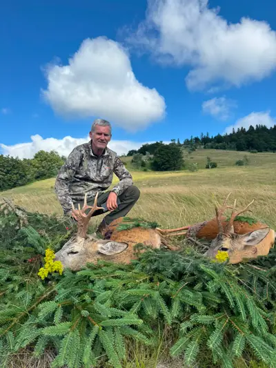 An older hunter kneeling behind two roe bucks on spruce branches on a grassy hillside