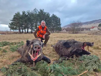 A hunter in a high-visibility orange vest kneeling behind two wild boar laid on pine branches