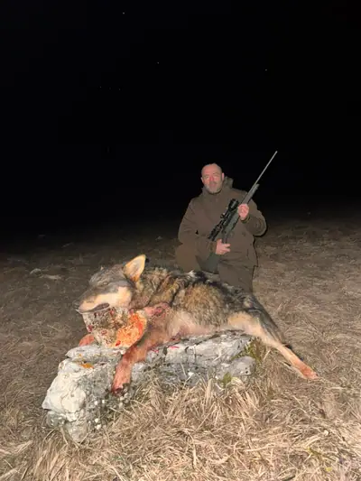 A hunter kneeling with a rifle behind a wolf laid across a limestone slab on open ground at night