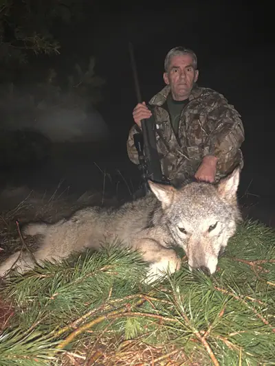 A hunter in camouflage kneeling with a rifle behind a wolf laid on pine branches at night