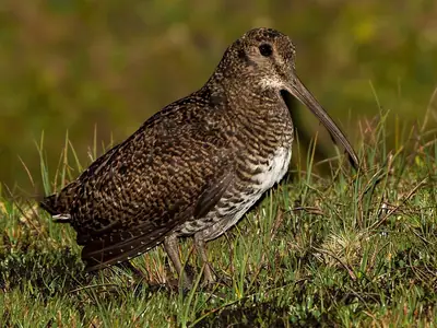 A woodcock on mossy ground among tussocks of grass, its long straight bill held low